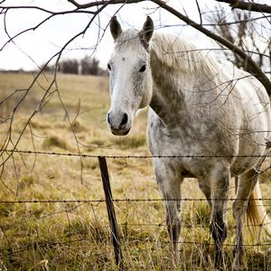 Preview wallpaper horse, grass, fence, tree