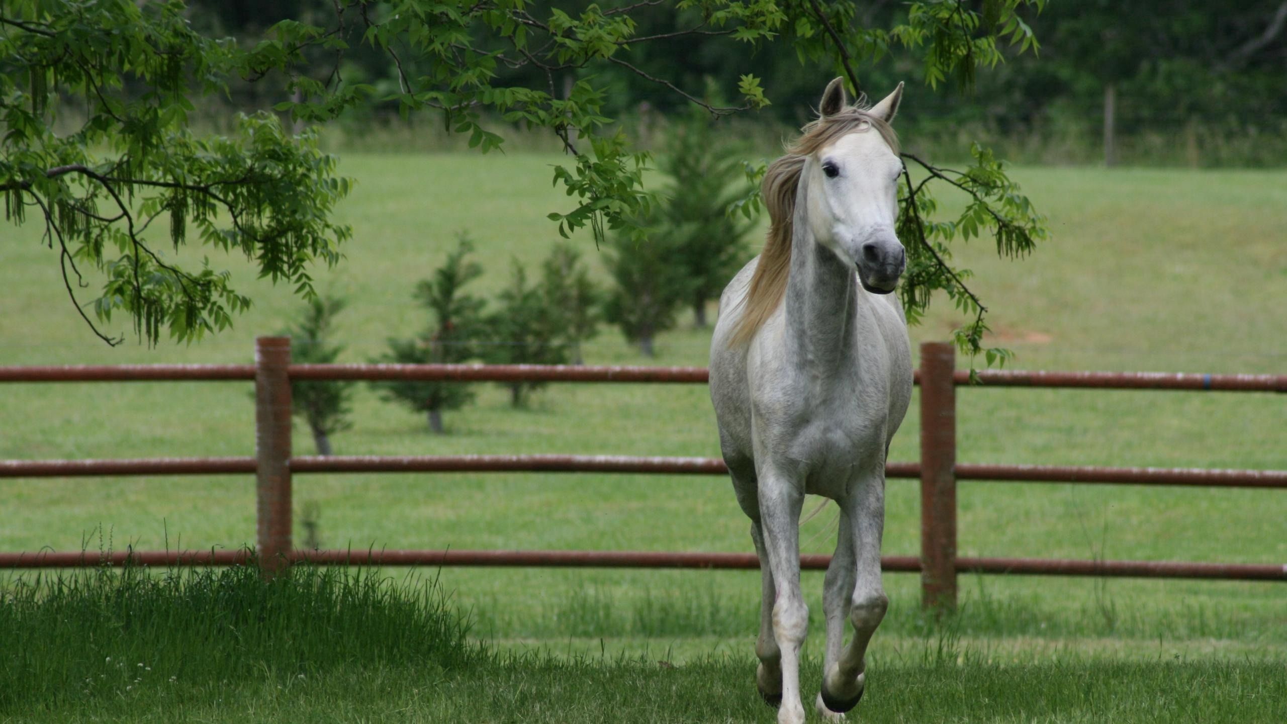 Download Wallpaper 2560x1440 Horse Grass Fence Walk Trees