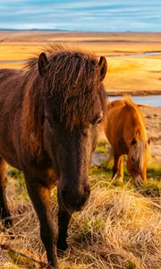 Preview wallpaper horse, grass, field