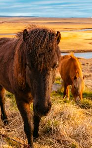Preview wallpaper horse, grass, field