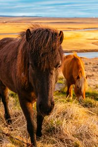 Preview wallpaper horse, grass, field