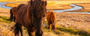 Preview wallpaper horse, grass, field