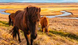 Preview wallpaper horse, grass, field