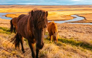 Preview wallpaper horse, grass, field