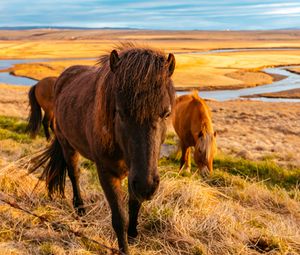 Preview wallpaper horse, grass, field