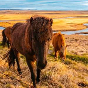 Preview wallpaper horse, grass, field