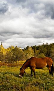 Preview wallpaper horse, grass, field, trees, walk