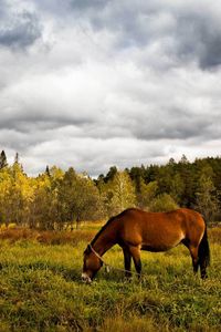 Preview wallpaper horse, grass, field, trees, walk
