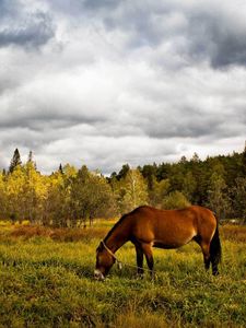 Preview wallpaper horse, grass, field, trees, walk