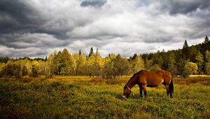 Preview wallpaper horse, grass, field, trees, walk