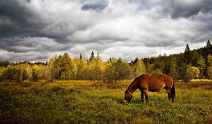 Preview wallpaper horse, grass, field, trees, walk