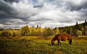 Preview wallpaper horse, grass, field, trees, walk