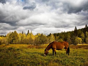 Preview wallpaper horse, grass, field, trees, walk