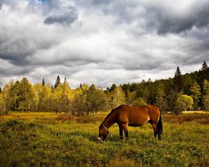 Preview wallpaper horse, grass, field, trees, walk