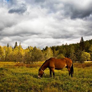 Preview wallpaper horse, grass, field, trees, walk