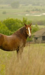 Preview wallpaper horse, grass, field, meadow