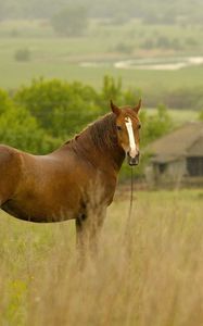 Preview wallpaper horse, grass, field, meadow