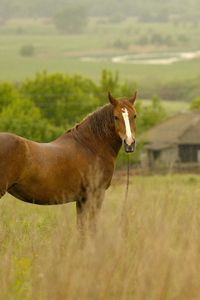 Preview wallpaper horse, grass, field, meadow