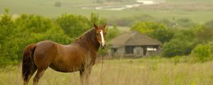 Preview wallpaper horse, grass, field, meadow