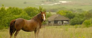 Preview wallpaper horse, grass, field, meadow