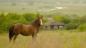 Preview wallpaper horse, grass, field, meadow