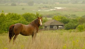 Preview wallpaper horse, grass, field, meadow