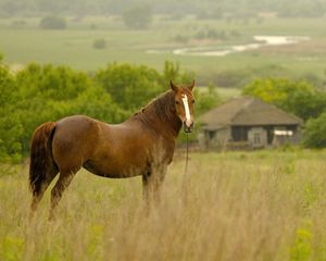 Preview wallpaper horse, grass, field, meadow