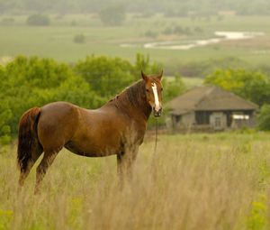 Preview wallpaper horse, grass, field, meadow