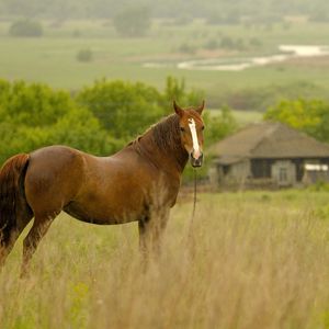 Preview wallpaper horse, grass, field, meadow