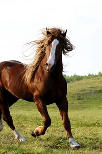 Preview wallpaper horse, grass, field, run