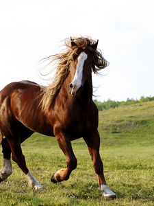 Preview wallpaper horse, grass, field, run