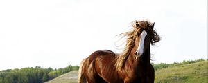 Preview wallpaper horse, grass, field, run