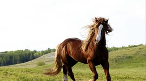 Preview wallpaper horse, grass, field, run