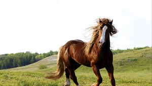 Preview wallpaper horse, grass, field, run