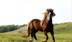 Preview wallpaper horse, grass, field, run