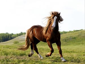 Preview wallpaper horse, grass, field, run