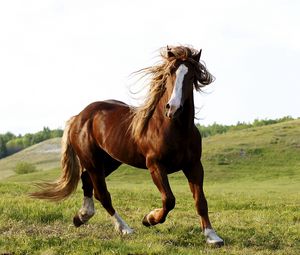 Preview wallpaper horse, grass, field, run