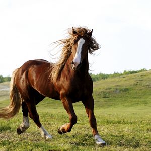 Preview wallpaper horse, grass, field, run