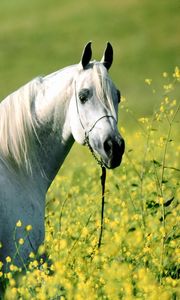 Preview wallpaper horse, grass, flowers, walking, light