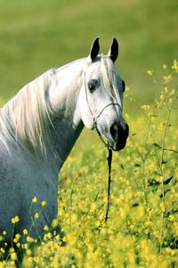 Preview wallpaper horse, grass, flowers, walking, light