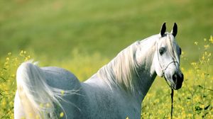 Preview wallpaper horse, grass, flowers, walking, light