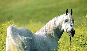 Preview wallpaper horse, grass, flowers, walking, light