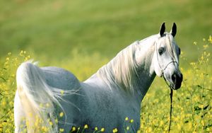 Preview wallpaper horse, grass, flowers, walking, light