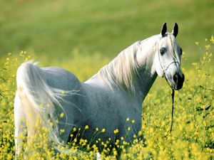 Preview wallpaper horse, grass, flowers, walking, light