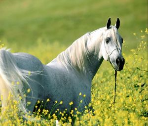 Preview wallpaper horse, grass, flowers, walking, light