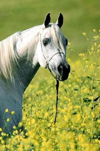 Preview wallpaper horse, grass, flowers, bridle, walk