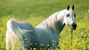 Preview wallpaper horse, grass, flowers, bridle, walk