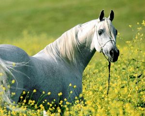 Preview wallpaper horse, grass, flowers, bridle, walk