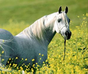 Preview wallpaper horse, grass, flowers, bridle, walk