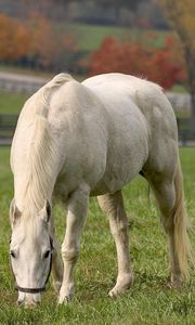 Preview wallpaper horse, grass, food, autumn